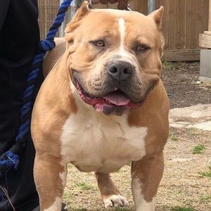 Meet your Posher, Damonm